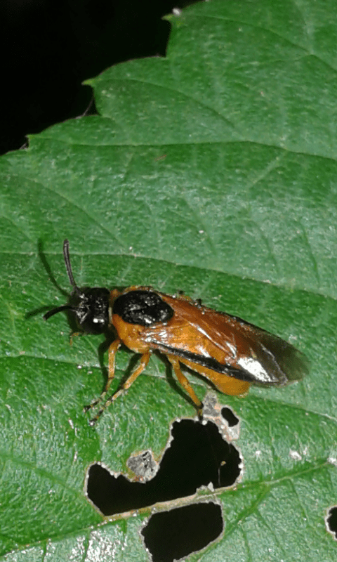 Arge ochropus (Argidae)?